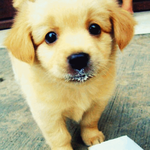 Baby Dog GIF Find &amp; Share on GIPHY