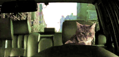 Pursuit GIF - Find & Share on GIPHY