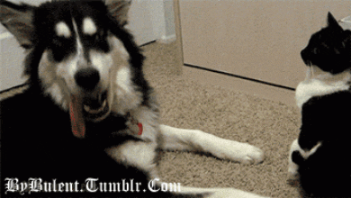 Dont Touch Angry Bae in animals gifs