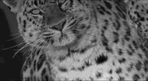 Leopard GIF - Find & Share on GIPHY