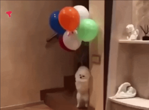 A dog floating with birthday balloons