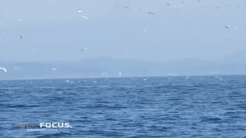 orca tale kick