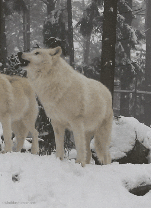 Wolf GIF Find & Share on GIPHY