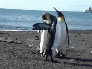 Image result for penguin gifs