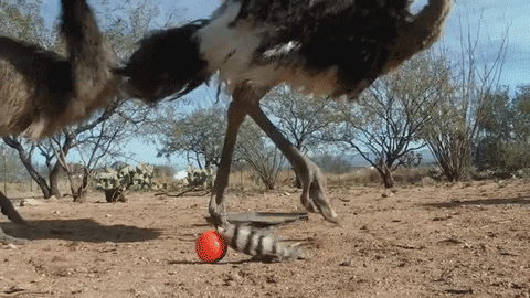 ball weasel emu