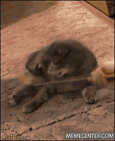 giphy.gif