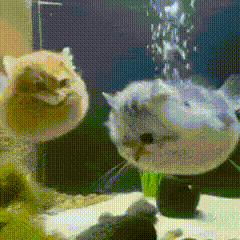 https://giphy.com/gifs/catfish-cat-fish-swimming-avpOSVM1tvQ5ChUfXu