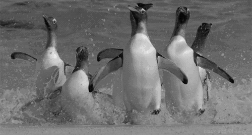 penguin black and white animals excited