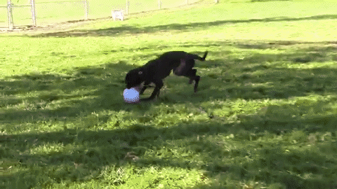Dog Running GIF by Nebraska Humane Society  - Find & Share on GIPHY