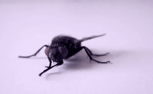 Fly GIF - Find & Share on GIPHY