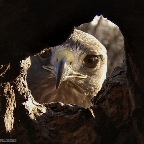 Hawk GIF - Find & Share on GIPHY