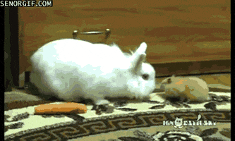 Rabbit Tapping Foot GIFs - Find & Share on GIPHY