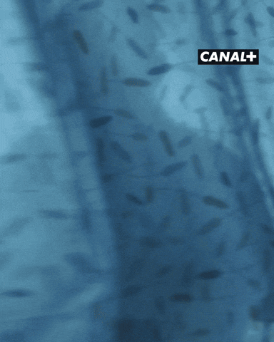 GIF