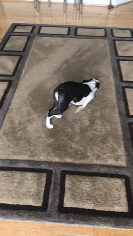 Hogy került a kutyaszőr a szőnyegre? Így!