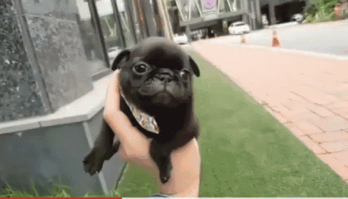 Tiny Little Black Puppy Runs Cute Funny