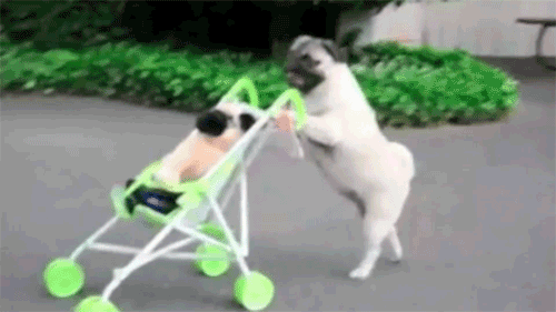 dog on a stroller