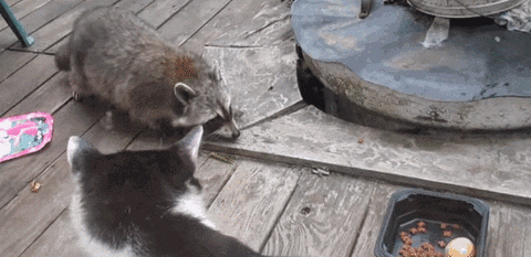 dance food victory raccoon steals