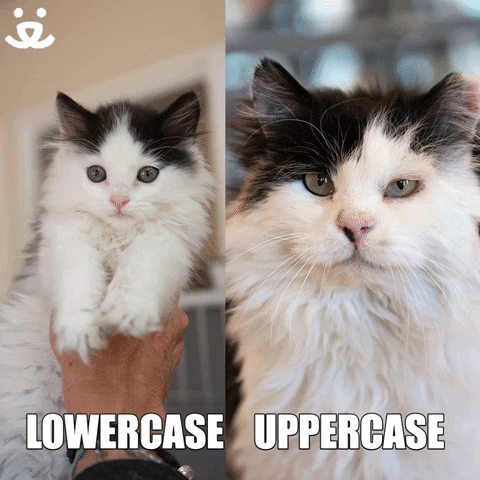 Cat Meme from GIPHY