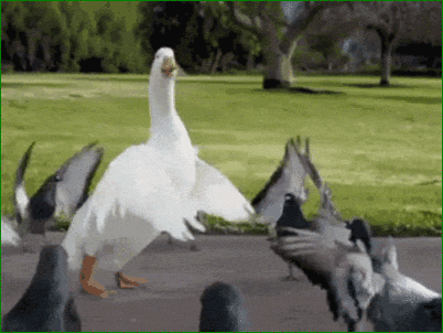 dancing duck aflack