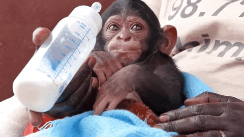 Chimp GIF - Find & Share on GIPHY