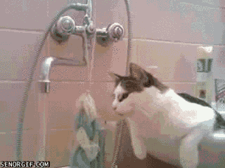 Cat Water GIF by Cheezburger - Find & Share on GIPHY