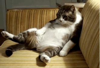 Fat Cat Sigh GIF - Find & Share on GIPHY