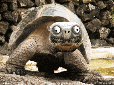 Funny Turtle GIFs - Find & Share on GIPHY