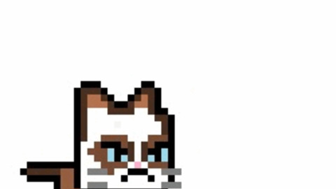 Grumpy Cat GIFs - Find & Share on GIPHY