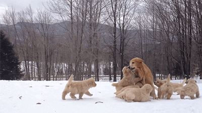 golden retriever lol adorable dogs puppies