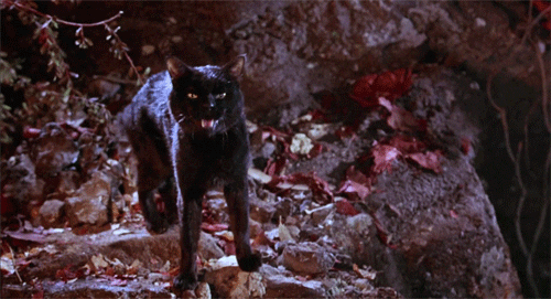 Gato negro el Retorno de las brujas