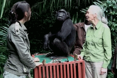 擁抱珍古道爾的黑猩猩