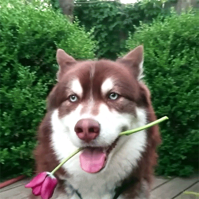 Romance Flirting GIF - Find & Share on GIPHY