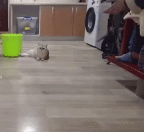 giphy.gif