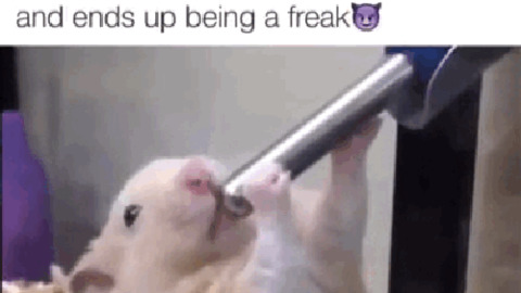 water drinking gif find share on giphy