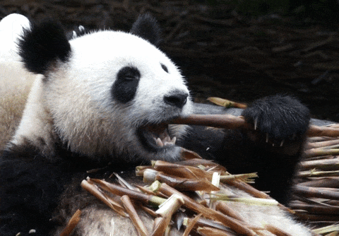 Panda Eating GIF - Find & Share on GIPHY