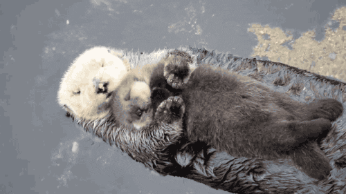 Otters GIFs - Find & Share on GIPHY