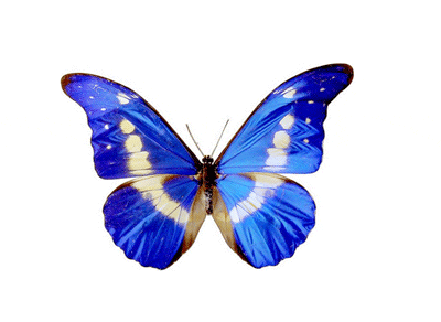 Butterfly GIF Find Share on GIPHY