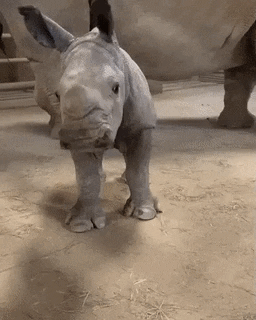 Good scratches in funny gifs