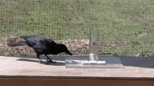 Crows GIF - Find & Share on GIPHY