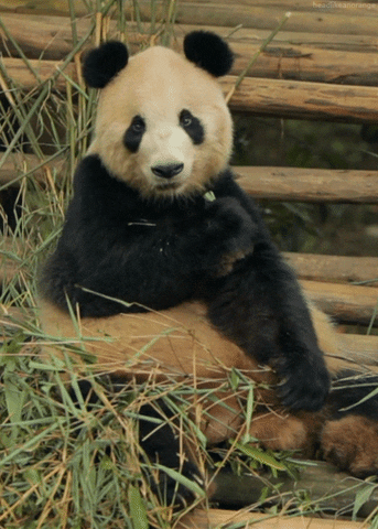 Peluche panda Oui Oui - La Boutique du ZooParc de Beauval