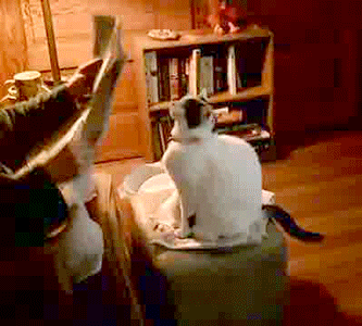 Cat Newspaper GIF by Cheezburger