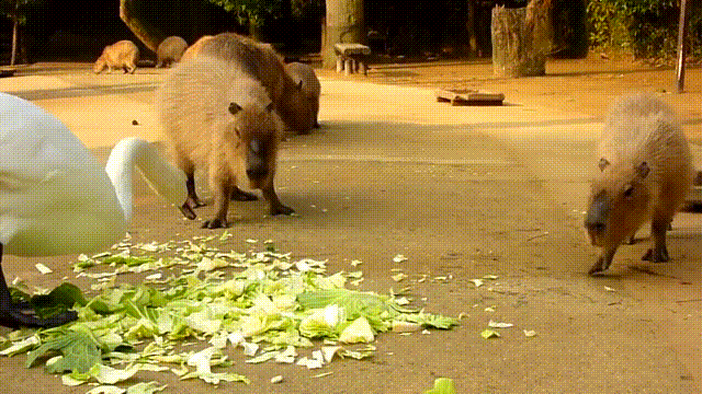 animals being jerks animated GIF