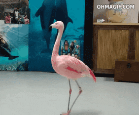 Flamingo GIF