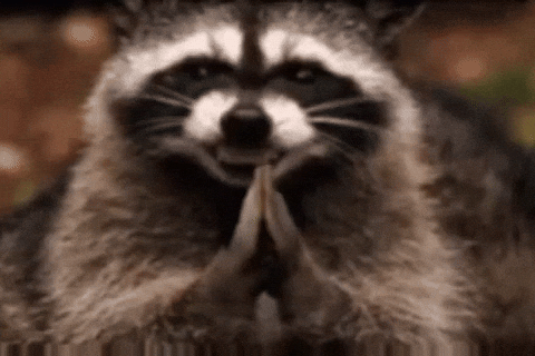 Sneaky scheming raccoon