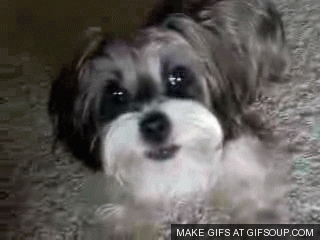 Featured image of post Gif Of Dogs Barking See more ideas about dog gifs dogs barkpost