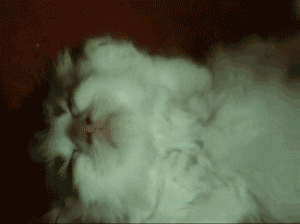 https://media.giphy.com/media/bUcprZ7C95yHC/giphy.gif