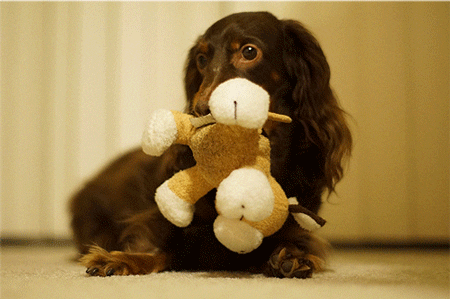 The Reason Your Dog Loves Squeaky Toys