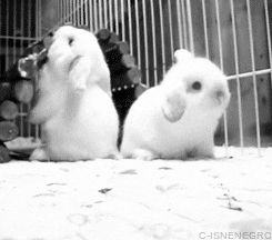 animals animal rabbit falling cage