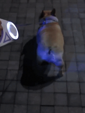 Dog Leash with Spotlight