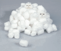 Ball Kittens GIF - Find & Share on GIPHY